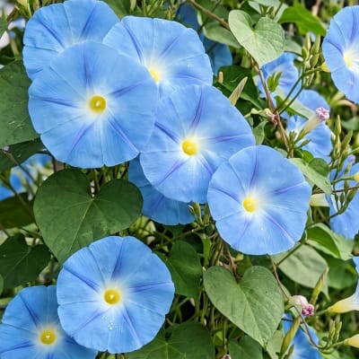 Suspiro azul gigante