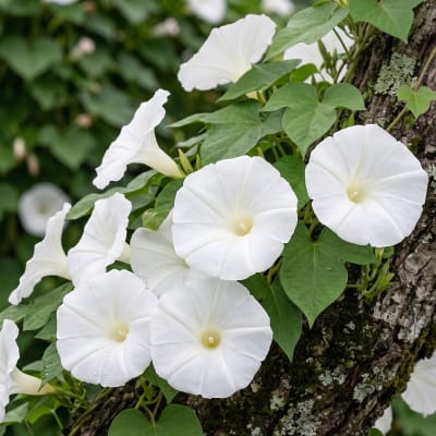 Suspiro blanco