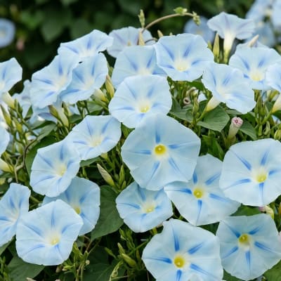 Suspiro Blue Star