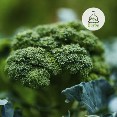 Broccoli