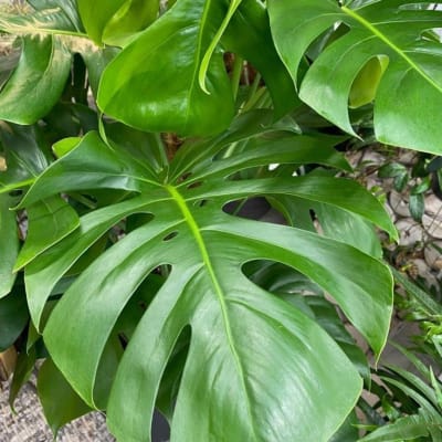 Monstera Deliciosa Grande