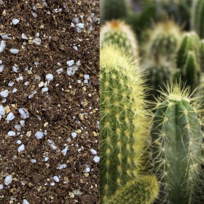 Cactus Mix