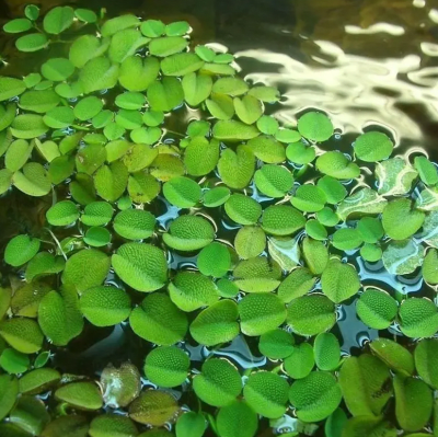 Salvinia Auriculata