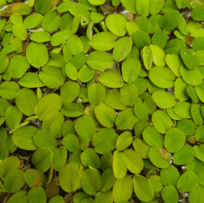 Salvinia Auriculata