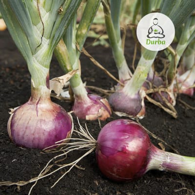 Cebolla morada de guarda