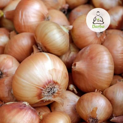 Cebolla valenciana de guarda