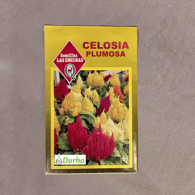 Celosia Plumosa