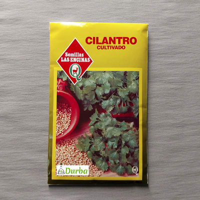 Cilantro cultivado