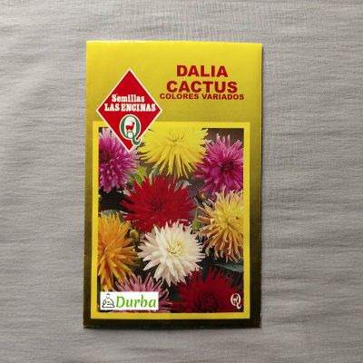 Dalia cactus (colores variados)