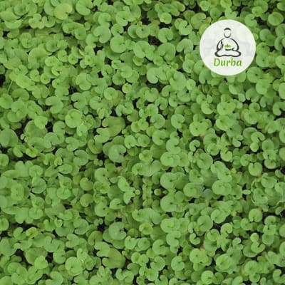 Pasto Dichondra Repens 100 gr.