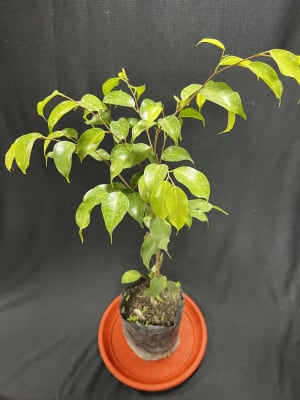 Ficus Benjamina