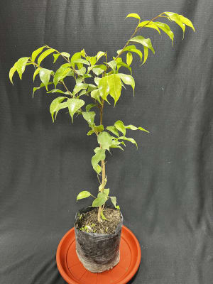 Ficus Benjamina