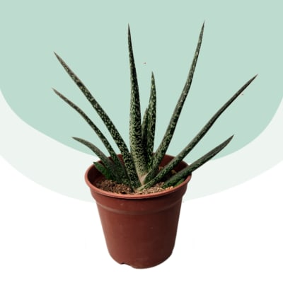 Gasteria Maculata
