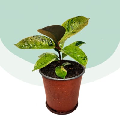 Gomero Shivereana