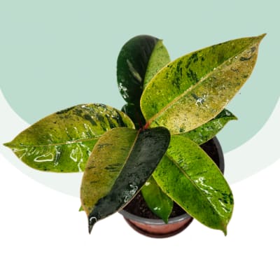 Gomero Shivereana