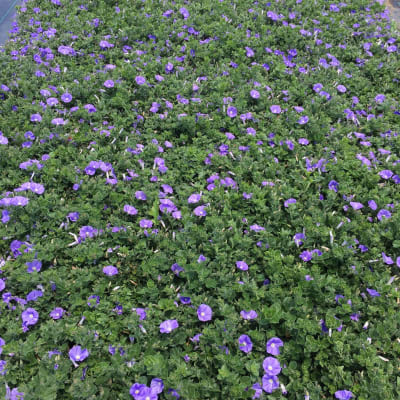 Convolvulus Sabatius