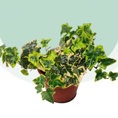 Hiedra Variegada