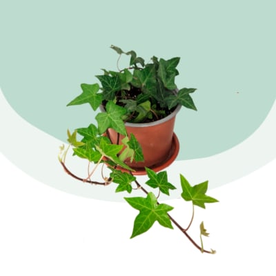 Hiedra Verde