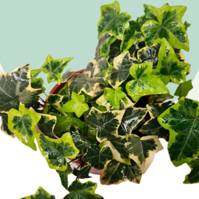 Hiedra Variegada