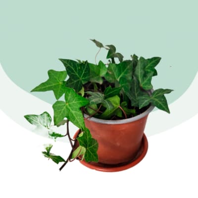 Hiedra Verde