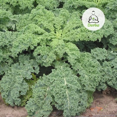 Kale Rizado