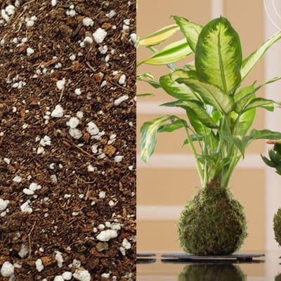 Kokedama Mix