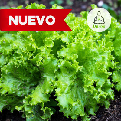 Lechuga Grand Rapid Verde