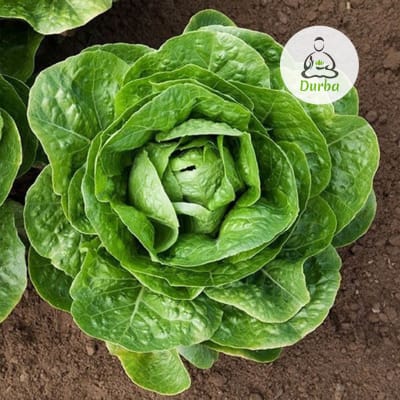 Lechuga española
