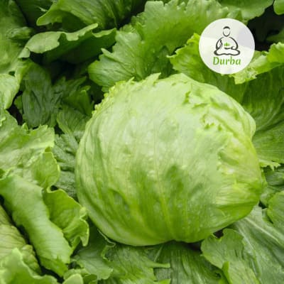 Lechuga Great Lakes (Carola)