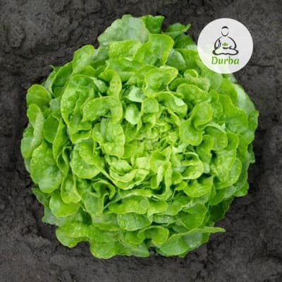 Lechuga Hoja de Roble (Salad Bowl)