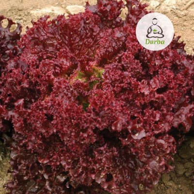 Lechuga Lollo Rosa