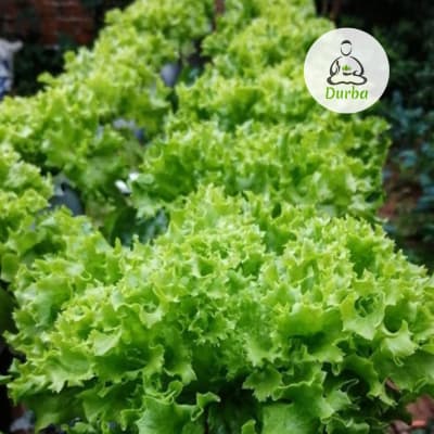 Lechuga Lollo Rubia