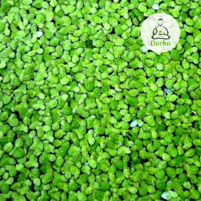 Lenteja de Agua (Lemna Minor)
