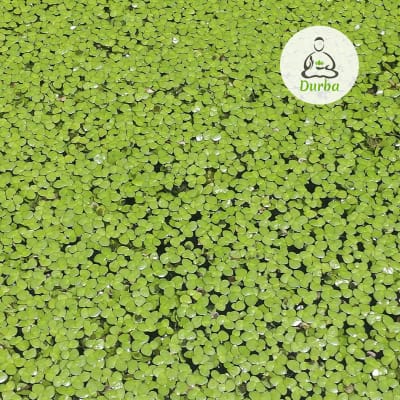 Lenteja de Agua (Lemna Minor)