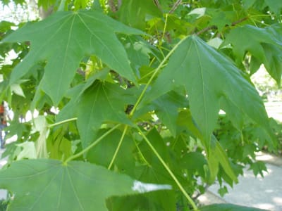Liquidambar
