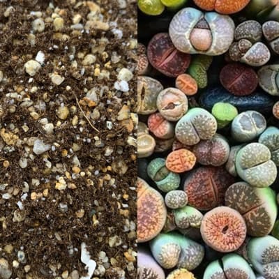 Lithops Mix