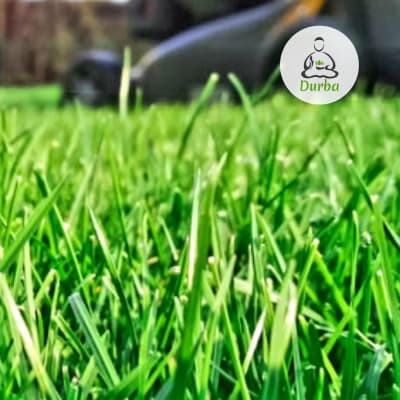 Pasto mezcla Manquehue