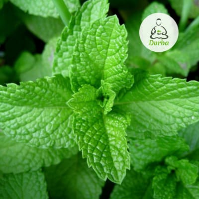 Menta Piperita
