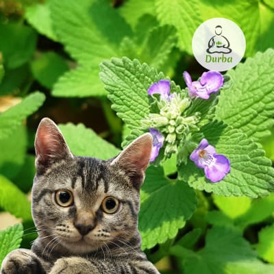 Hierba del gato (Nepeta Cataria)