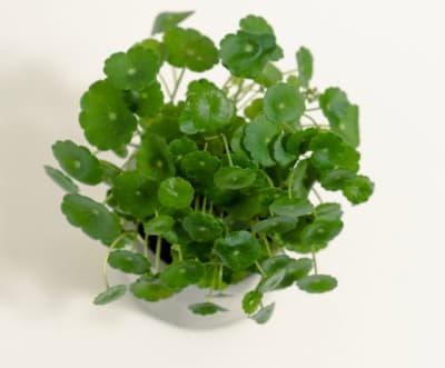 Hydrocotyle