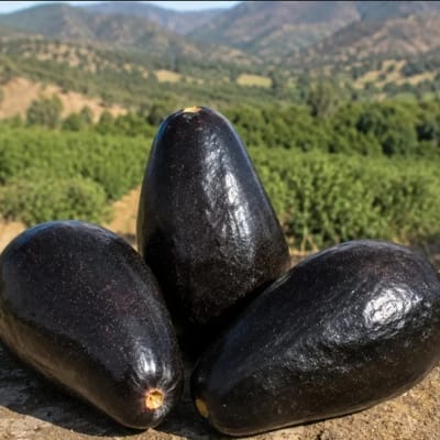 Palto Negra de la Cruz