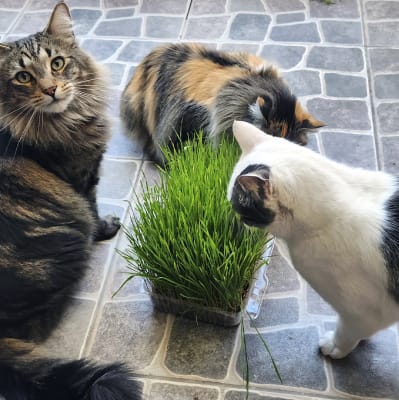 Pasto para gatos/perros