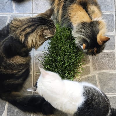 Pasto para gatos/perros