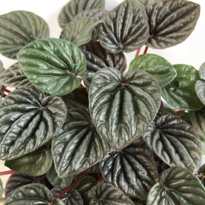 Peperomia Caperata