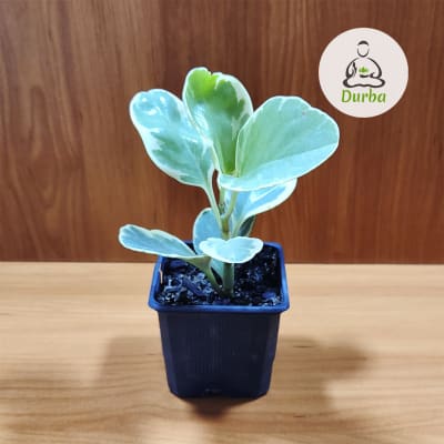 Peperomia Obtusifolia Variegata