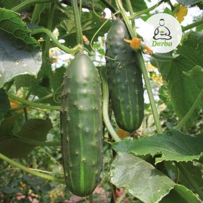 Pepino Marketmore