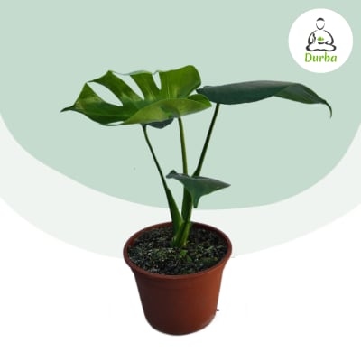Monstera