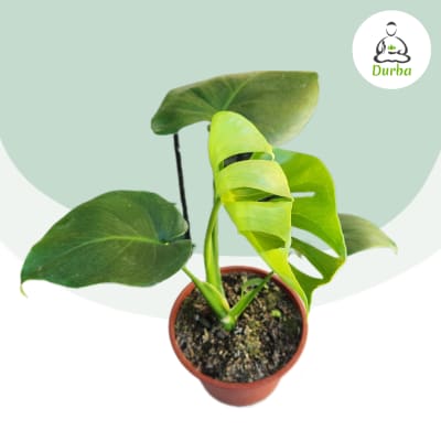 Monstera