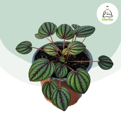 Peperomia Piccolo