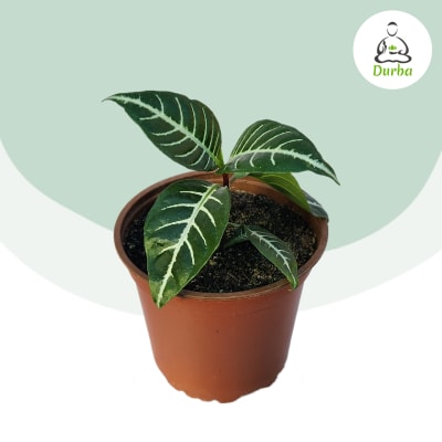 Aphelandra